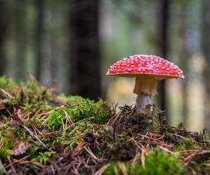 Leśnicy alarmują! Niebezpieczna moda może być śmiertelna. 