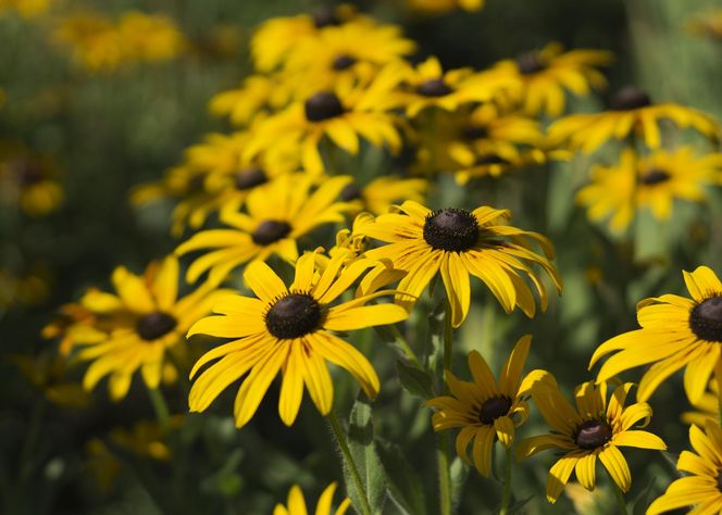 Rudbekia