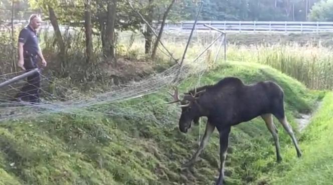 Łoś zaplątał się w ogrodzenie. Niecodzienna akcja ratunkowa