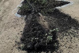 Park w Jaraczewie za 6 mln złotych zdewastowany