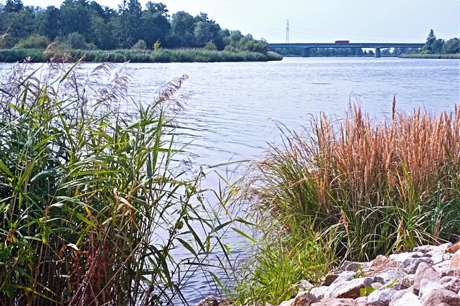 W Odrze drastycznie spadł poziom tlenu. Zakaz korzystania z rzeki przedłużony. Co z Żaglami w Szczecinie?
