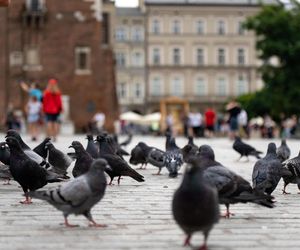 To miasto w Małopolsce to najlepszy city break w Europie. Jest popularniejsze nawet od Wenecji