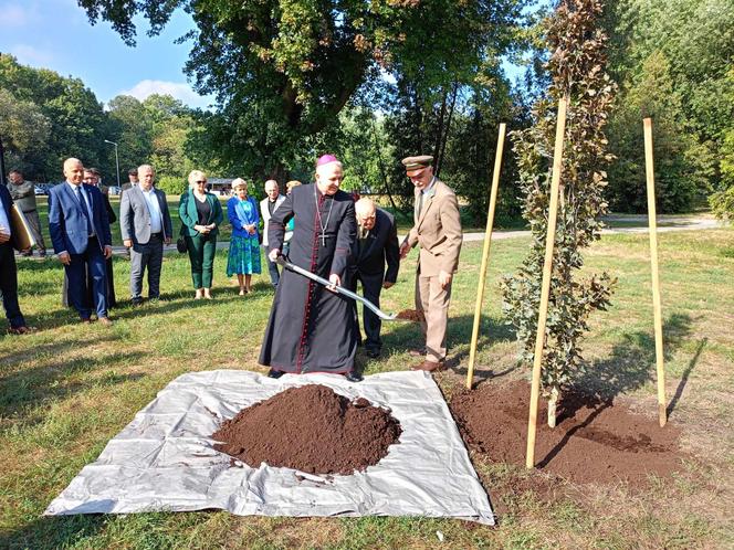 Trzy młode buki purpurowe na Skwerze Leśników Polskich wspólnie zasadzili pracownicy Nadleśnictwa Siedlce i Lasów Państwowych, władze miasta Siedlce i radni.