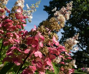 Hortensja bukietowa 'Pinky Winky'