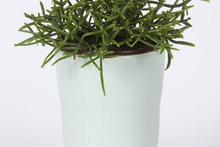 Rhipsalis