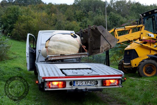 Ile waży największa tegoroczna dynia? Pochodzi z Podkarpacia i jest ogromna