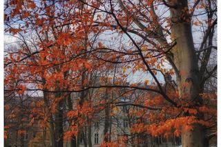 Wyjątkowa zimowa aura w Parku Wilsona w Poznaniu