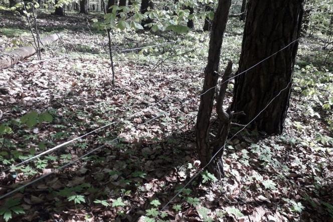 Pułapki na crossowców w świętokrzyskich lasach! Z miłośnika przyrody do przestępcy