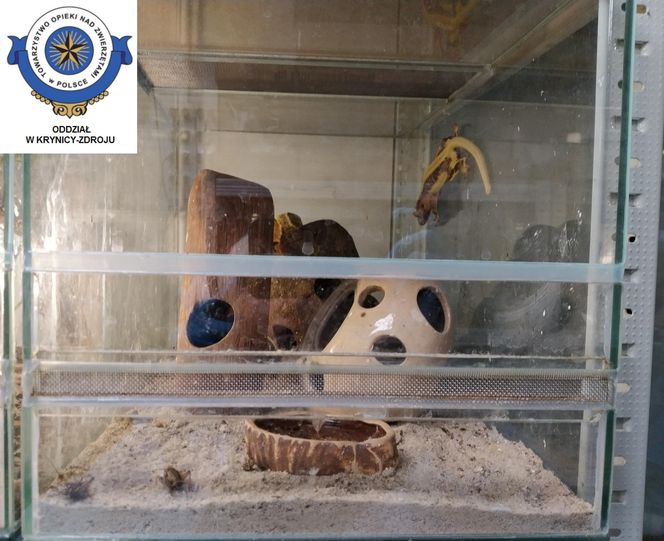 Dramatyczna interwencja w sklepie zoologicznym na Śląsku. Zwierzęta przetrzymywane w skandalicznych warunkach