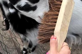 Zamiast dokarmiać, czochrają zwierzęta. Nowa atrakcja w lubińskim zoo