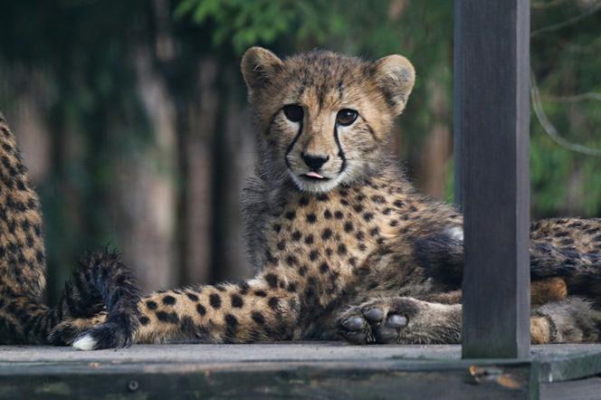 Gepardy w gdańskim zoo