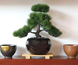 Drzewko bonsai