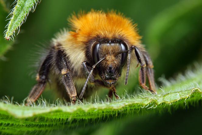 Pilskie pszczoły pomogą zbadać środowisko w mieście i powiecie pilskim