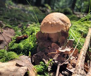 Ale okazy! Takie grzyby są na Dolnym Śląsku. Mieszkańcy chwalą się zbiorami 