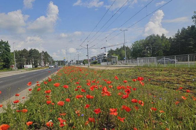 Kwietne łąki w Toruniu. MZK chwali się estetycznymi i ekologicznymi walorami