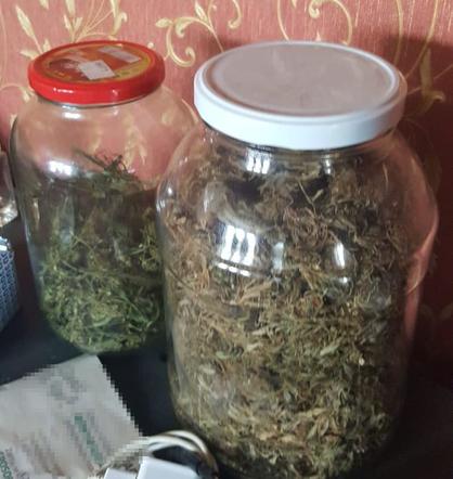 Plantacja konopi indyjskich zlikwidowana na Pomorzu! [ZDJĘCIA]