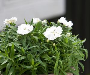 Białe kwiaty na balkon - zdjęcia.