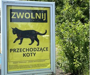„Uwaga, koty” na poznańskich ulicach? Radna proponuje nowe znaki
