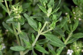 Te rośliny posadź w ogrodzie. Kleszcze i insekty uciekną natychmiast [LISTA]