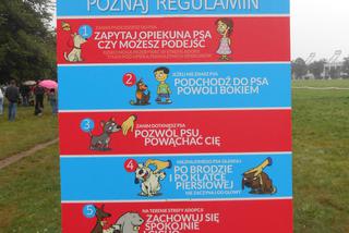 6 psów zyskało nowy dom - za nami wielka akcja adopcyjna na krakowskich Błoniach [AUDIO, GALERIA]