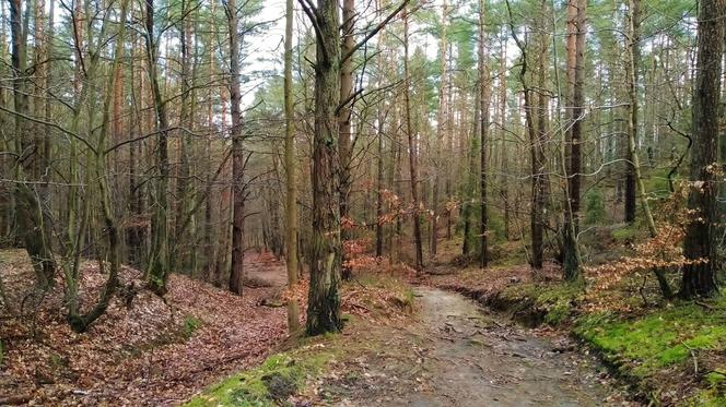 Sosnowo-świerkowy las wokół uzdrowiska