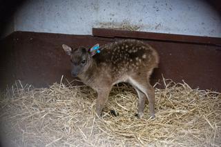 Zoologiczna sensacja w ZOO w Poznaniu 