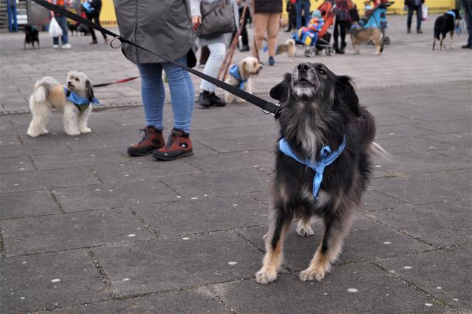 Parada Psów Adoptowanych w Bydgoszczy 2022 [ZDJĘCIA]