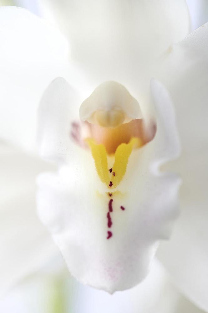 Storczyk Cymbidium (Cymbidium)