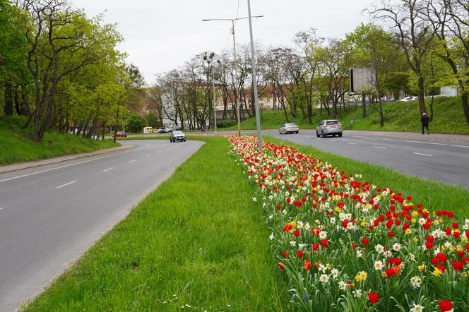 Dywan kwiatów na Gontyny