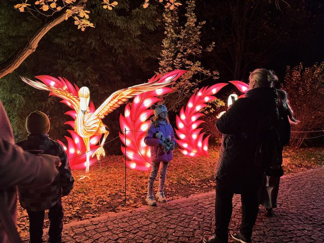 Garden of Lights we Wrocławiu