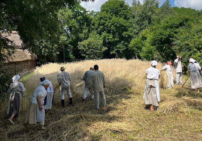 W Skansenie odbyły się retro żniwa, żęto żyto metodami pradziadków