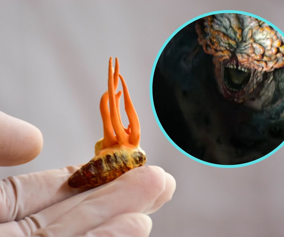 Według WHO istnieją gatunki grzybów, które stanowią coraz większe zagrożenie dla naszego życia i zdrowia