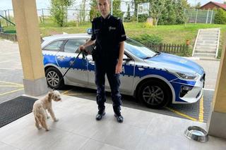 Pies uwięziony w nagrzanym samochodzie. Uratowali go policjanci z Gdańska