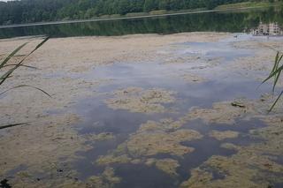 Moczarka zarasta Jezioro Długie. Akwen będzie oczyszczony 
