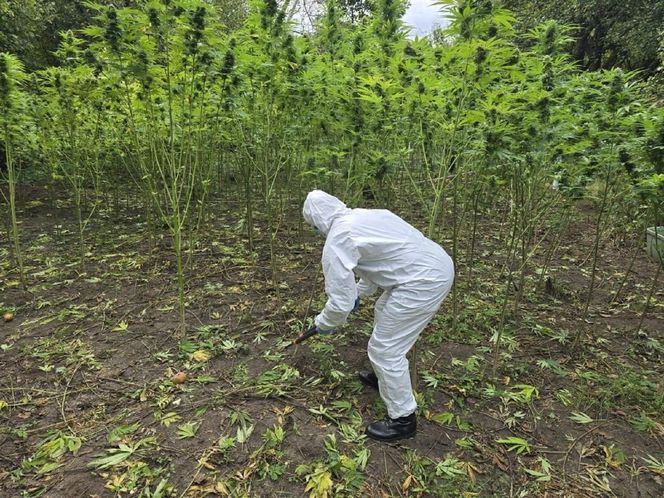 Prawie 40 kilogramów narkotyków i dwie duże plantacje. Dwaj zatrzymani w Starachowicach i gminie Brody