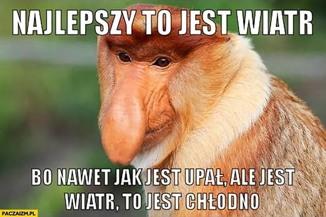 Do Polski dotarła fala gorąca. Te memy na temat upalnych dni rozbawią wszystkich do łez!
