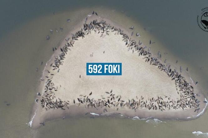Prawie 600 fok wyleguje się w rejonie Wyspy Sobieszewskiej. Zdjęcia robią wrażenie! 