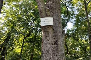 Pomniki przyrody w Parku Strzeleckim w Tarnowie