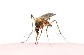 Zabójcze komary atakują Nowy Jork!