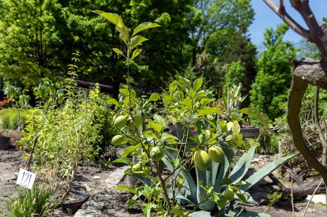 Miniarboretum powstało w Bytomiu. Miasto zaprasza uczniów i przedszkolaków