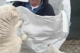 Pan Remek śniadanie jada w worku.