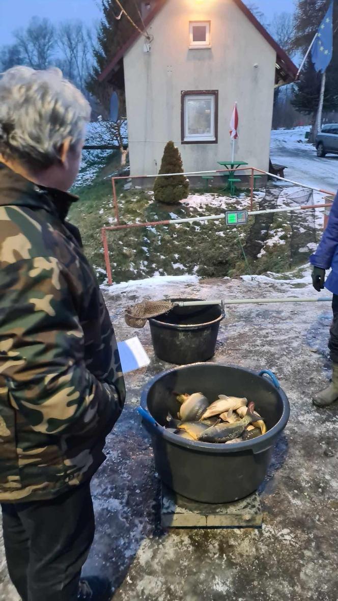 Zarybianie starachowickiej Lubianki. Do zalewu wpuszczono kilogramy ryb