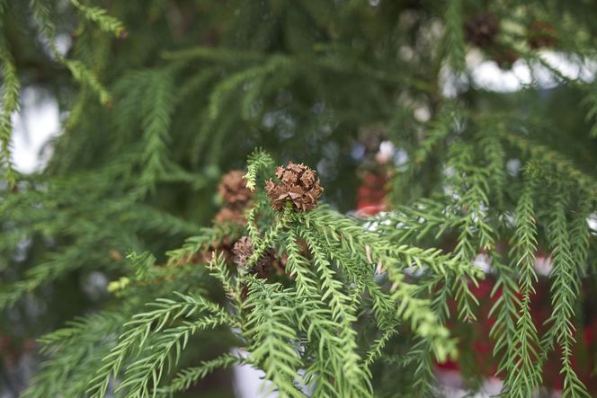 Kryptomeria japońska – uprawa i zastosowanie oryginalnego drzewa