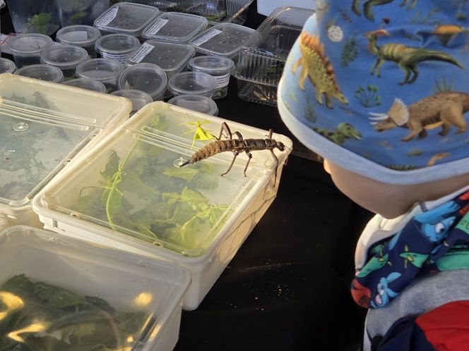 Węże, pająki i dreszczyk emocji w Bydgoszczy! Dragon Expo zachwyciło odwiedzających