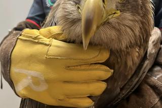 Kolejny otruty bielik w woj. lubelskim! Zwierzę trafiło pod opiekę specjalistów