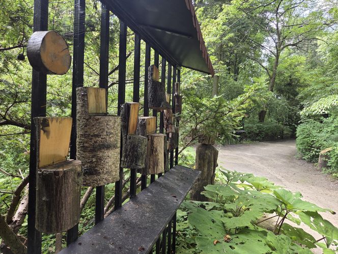 Letni spacer w zielonym sercu Bydgoszczy. Ogród Botaniczny UKW zaprasza!