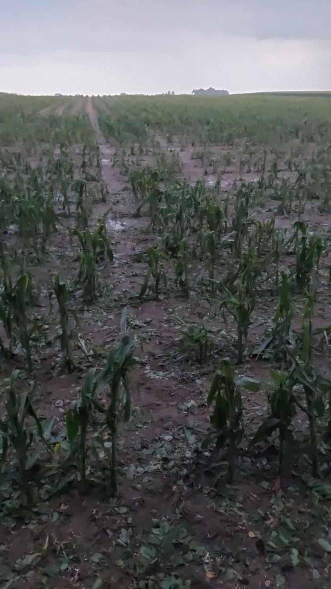 Zniszczone plantacje warzyw i owoców na Dolnym Śląsku. "To był prawdziwy armagedon" 