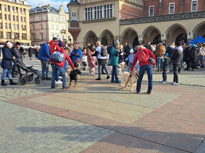 33. Finał WOŚP z grupą krakowskich Golden Retrieverów