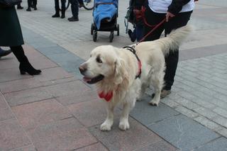 31. Finał WOŚP z krakowskimi Golden Retrieverami (i nie tylko)
