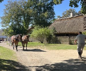 Tradycyjne wykopki w Muzeum Wsi Lubelskiej. Tak kiedyś zbierano ziemniaki
